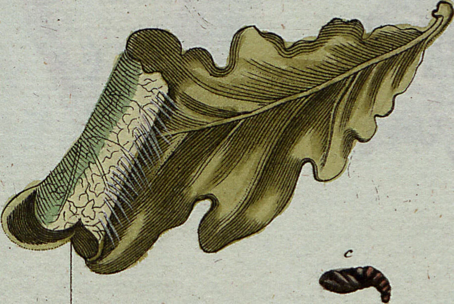 An illustration from (Band 7): Siebentes Hundert, 1807, leaf 115