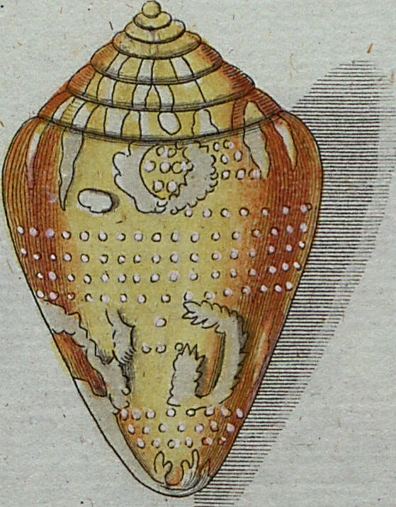 An illustration from (Band 7): Siebentes Hundert, 1807, leaf 116