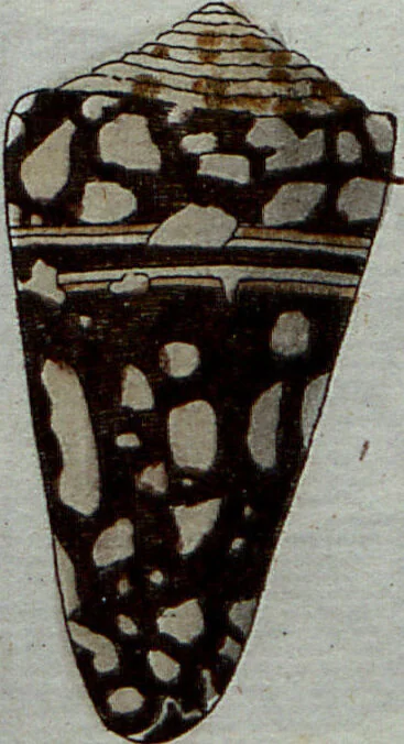 An illustration from (Band 7): Siebentes Hundert, 1807, leaf 116