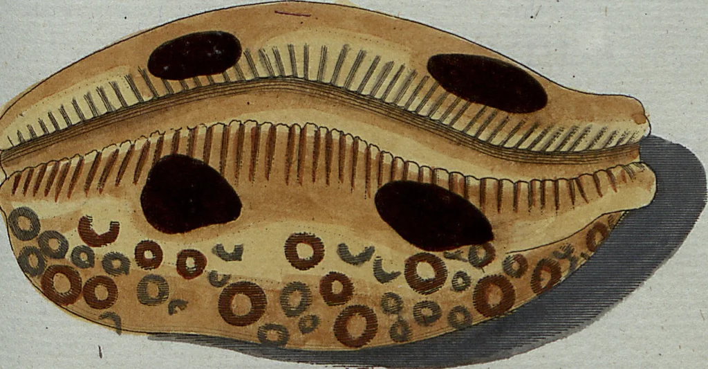 An illustration from (Band 7): Siebentes Hundert, 1807, leaf 118