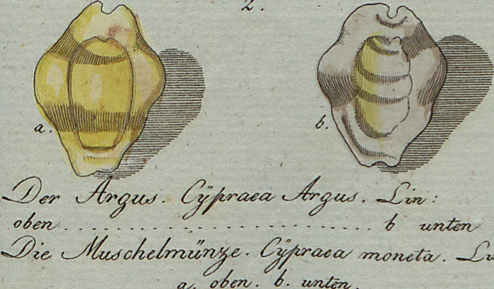An illustration from (Band 7): Siebentes Hundert, 1807, leaf 118