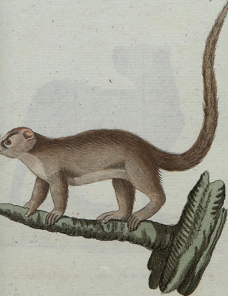An illustration from (Band 7): Siebentes Hundert, 1807, leaf 120