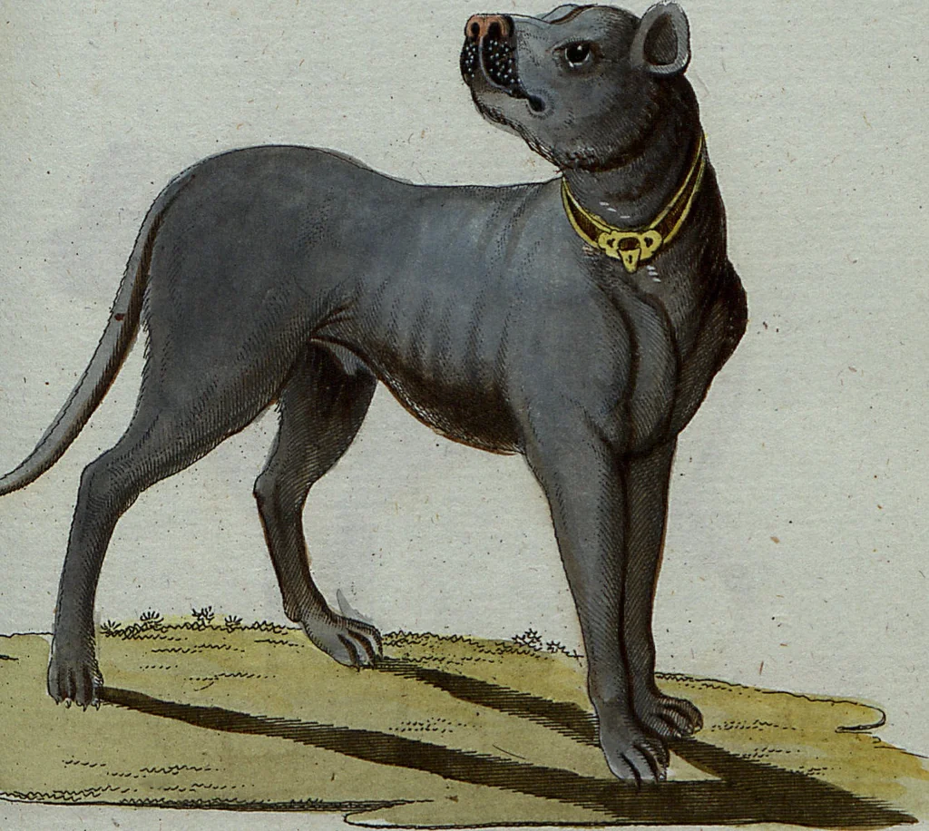 An illustration from (Band 7): Siebentes Hundert, 1807, leaf 121