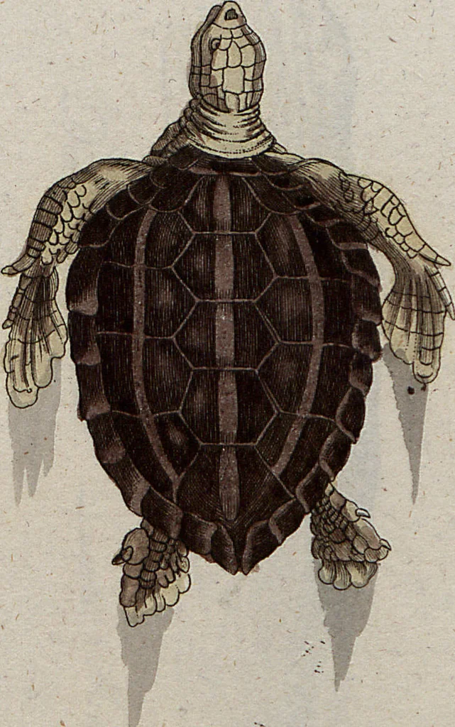 An illustration from (Band 7): Siebentes Hundert, 1807, leaf 126