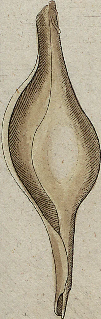 An illustration from (Band 7): Siebentes Hundert, 1807, leaf 128
