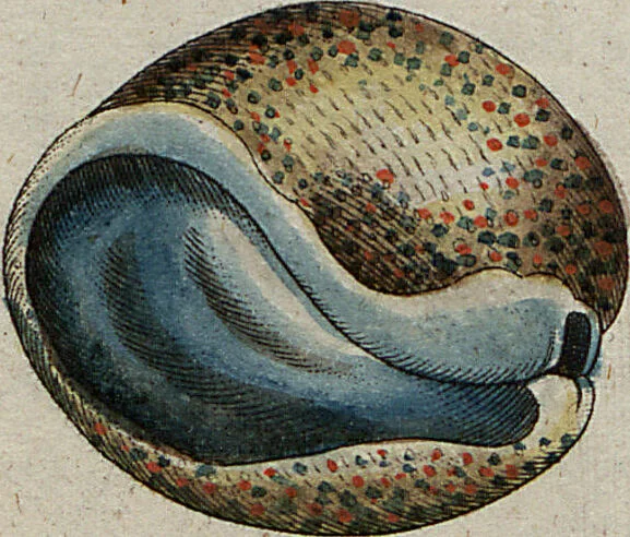 An illustration from (Band 7): Siebentes Hundert, 1807, leaf 128