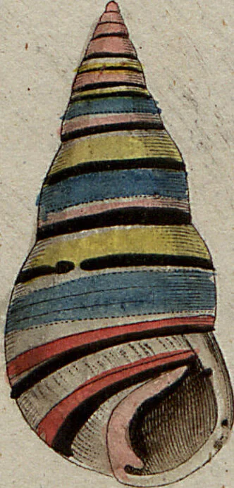 An illustration from (Band 7): Siebentes Hundert, 1807, leaf 128