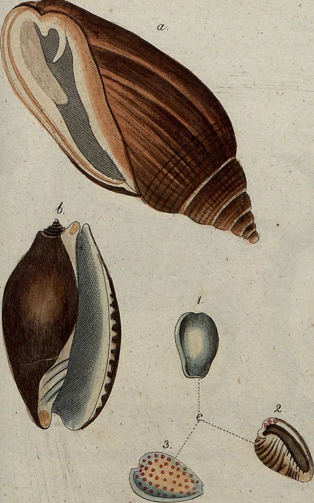An illustration from (Band 7): Siebentes Hundert, 1807, leaf 130