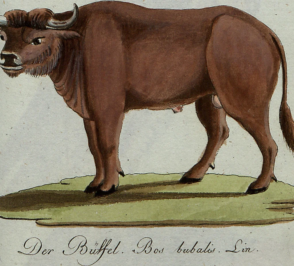 An illustration from (Band 7): Siebentes Hundert, 1807, leaf 132