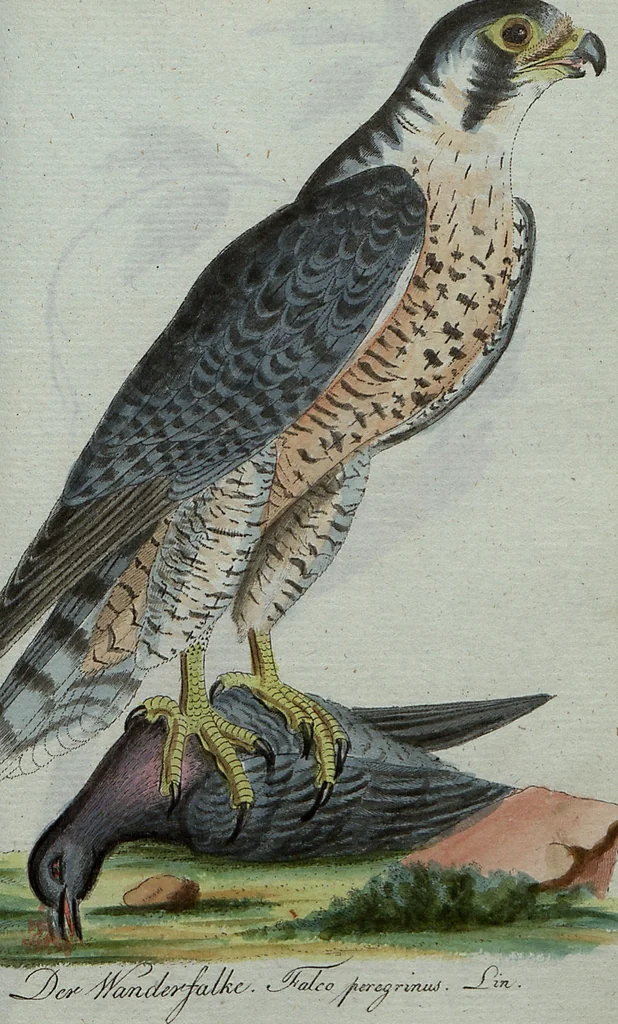 An illustration from (Band 7): Siebentes Hundert, 1807, leaf 133