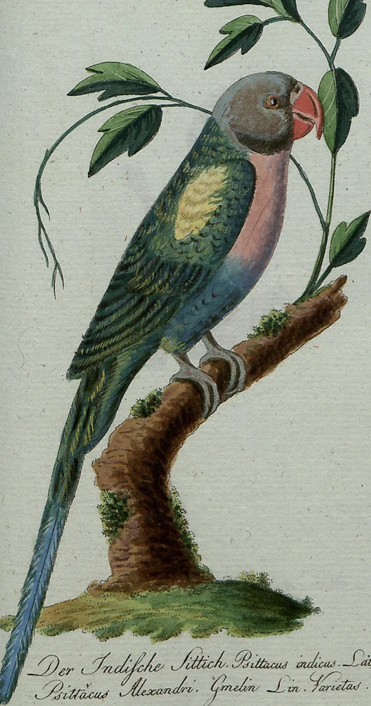 An illustration from (Band 7): Siebentes Hundert, 1807, leaf 134