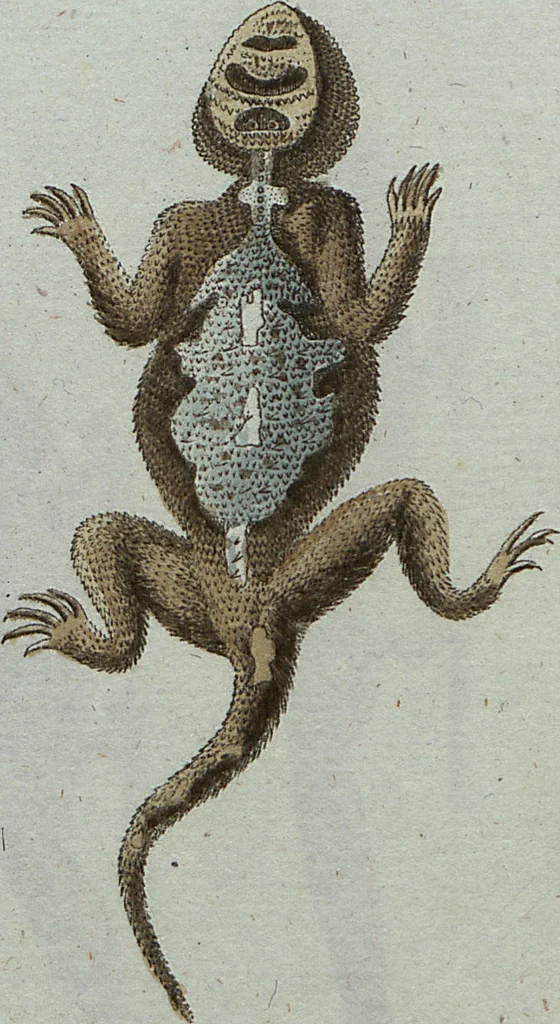 An illustration from (Band 7): Siebentes Hundert, 1807, leaf 135