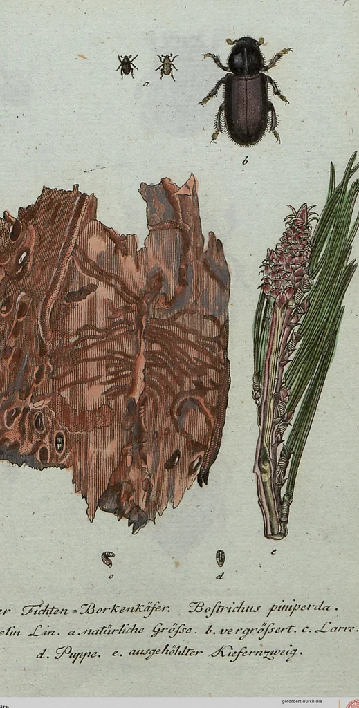 An illustration from (Band 7): Siebentes Hundert, 1807, leaf 137