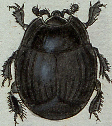 An illustration from (Band 7): Siebentes Hundert, 1807, leaf 138