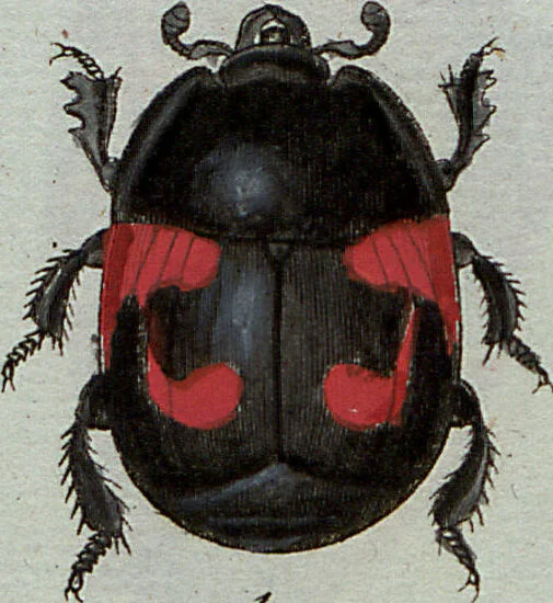 An illustration from (Band 7): Siebentes Hundert, 1807, leaf 138