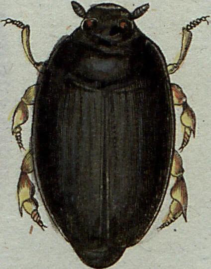 An illustration from (Band 7): Siebentes Hundert, 1807, leaf 138