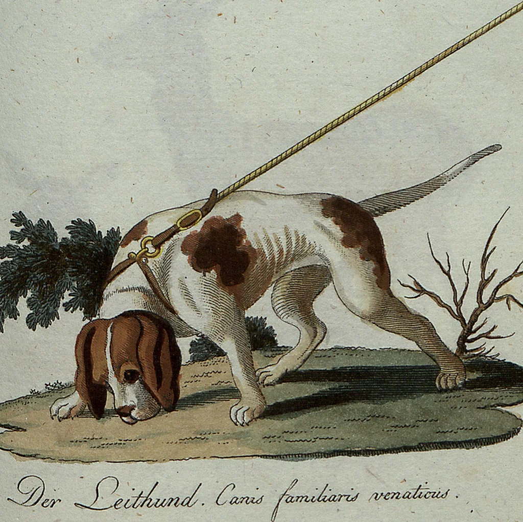 An illustration from (Band 7): Siebentes Hundert, 1807, leaf 142