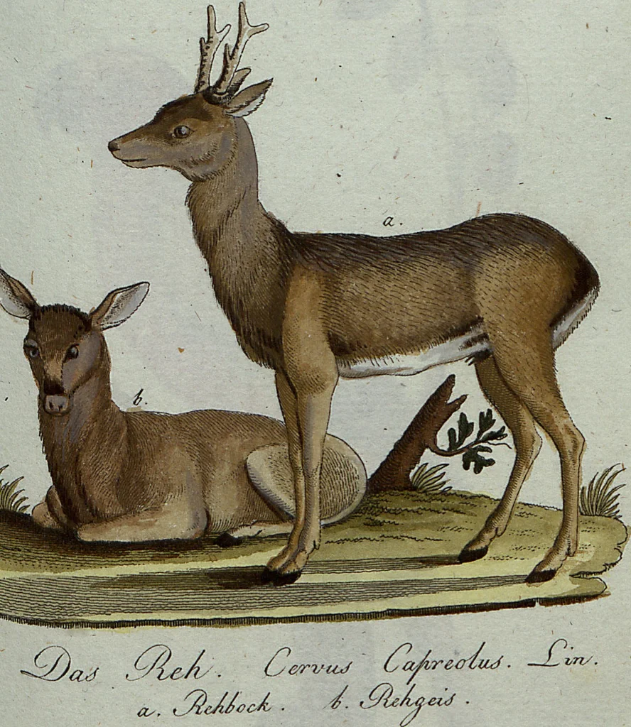 An illustration from (Band 7): Siebentes Hundert, 1807, leaf 143