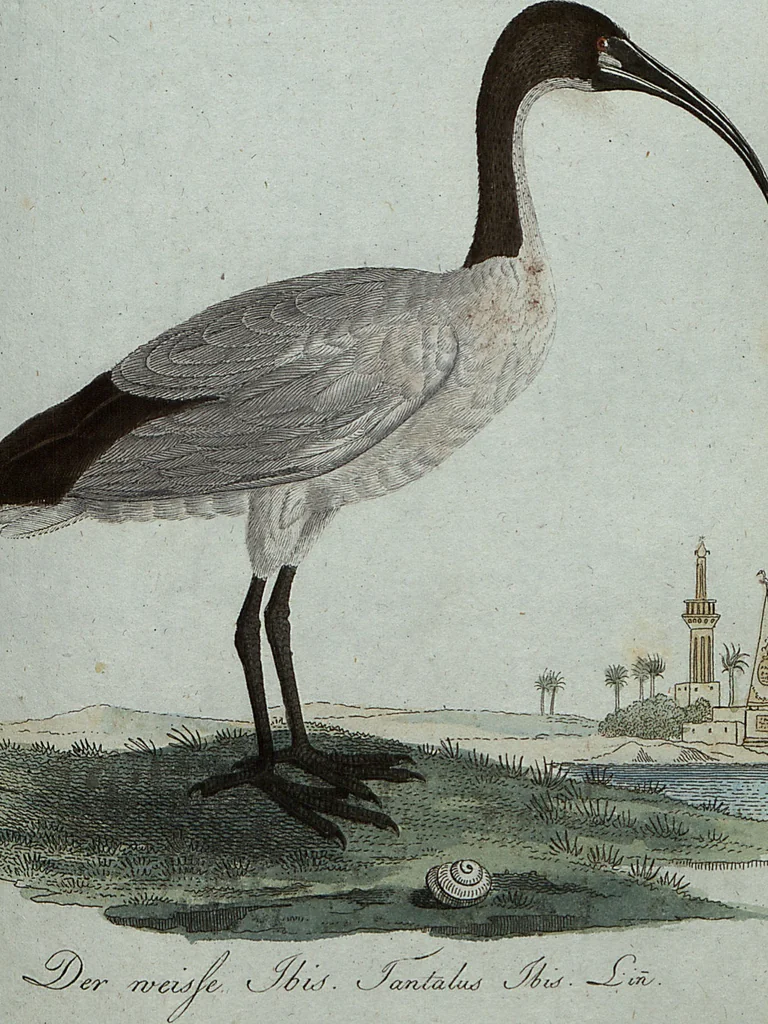 An illustration from (Band 7): Siebentes Hundert, 1807, leaf 145