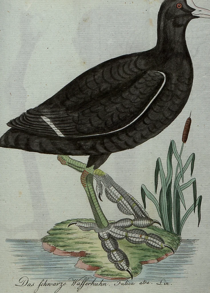 An illustration from (Band 7): Siebentes Hundert, 1807, leaf 147