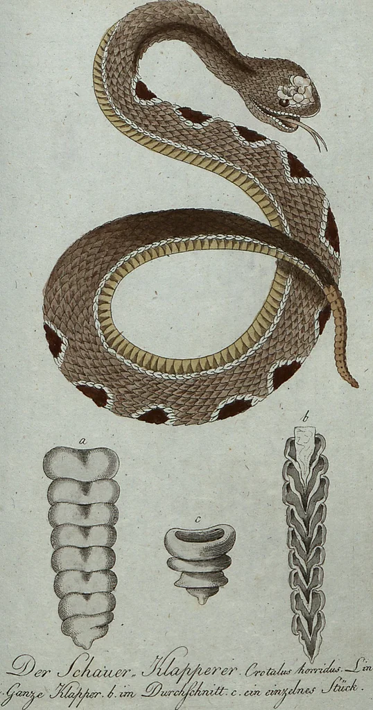 An illustration from (Band 7): Siebentes Hundert, 1807, leaf 150