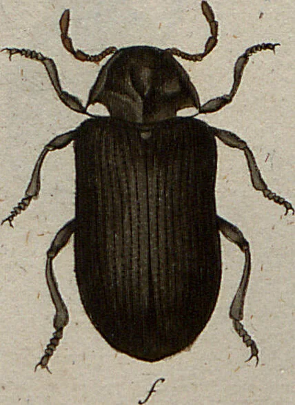 An illustration from (Band 7): Siebentes Hundert, 1807, leaf 151