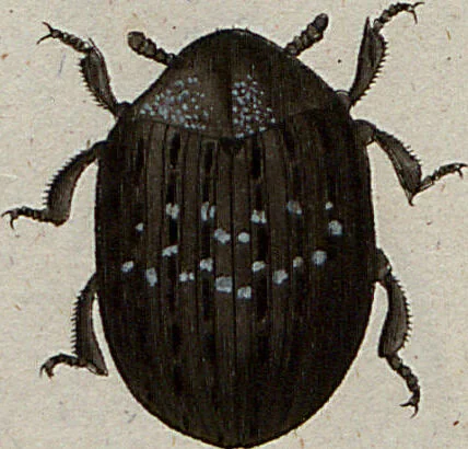 An illustration from (Band 7): Siebentes Hundert, 1807, leaf 152