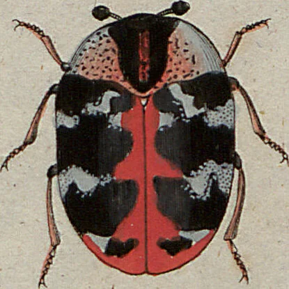 An illustration from (Band 7): Siebentes Hundert, 1807, leaf 152
