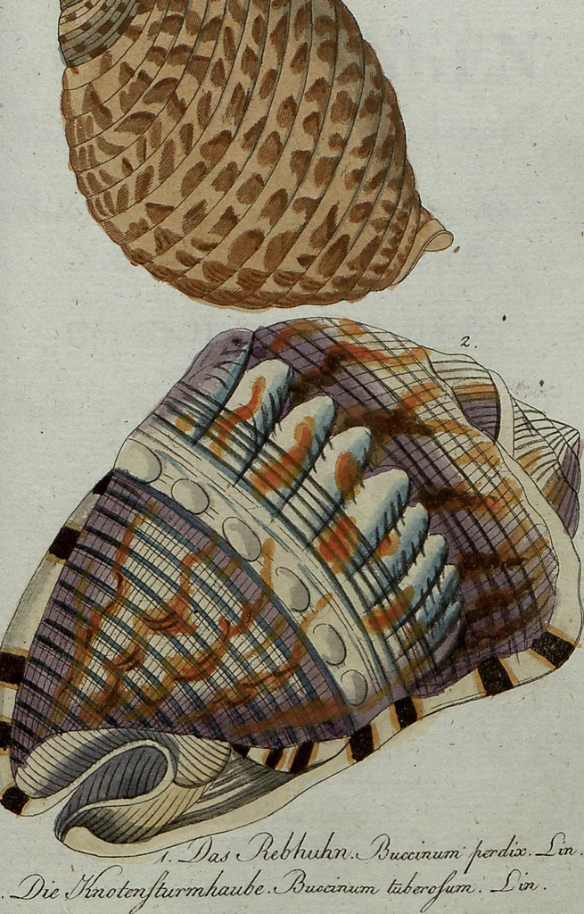 An illustration from (Band 7): Siebentes Hundert, 1807, leaf 153