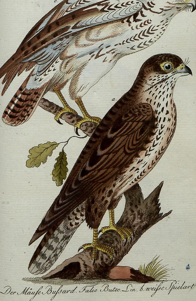 An illustration from (Band 7): Siebentes Hundert, 1807, leaf 158