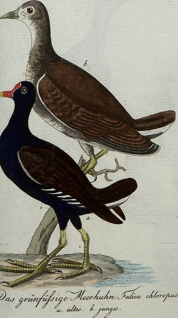 An illustration from (Band 7): Siebentes Hundert, 1807, leaf 160
