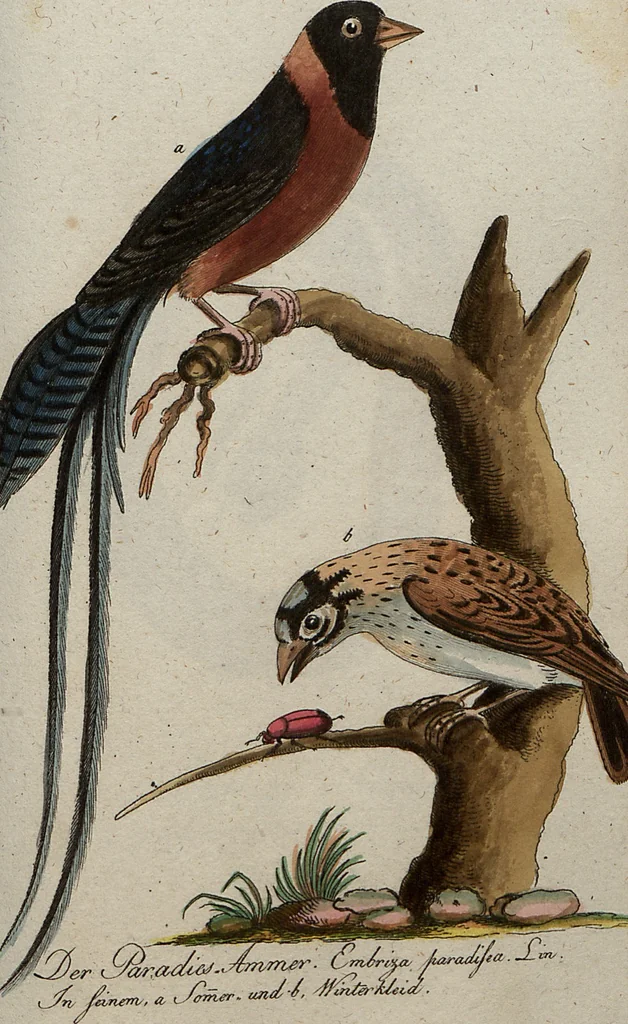 An illustration from (Band 7): Siebentes Hundert, 1807, leaf 162