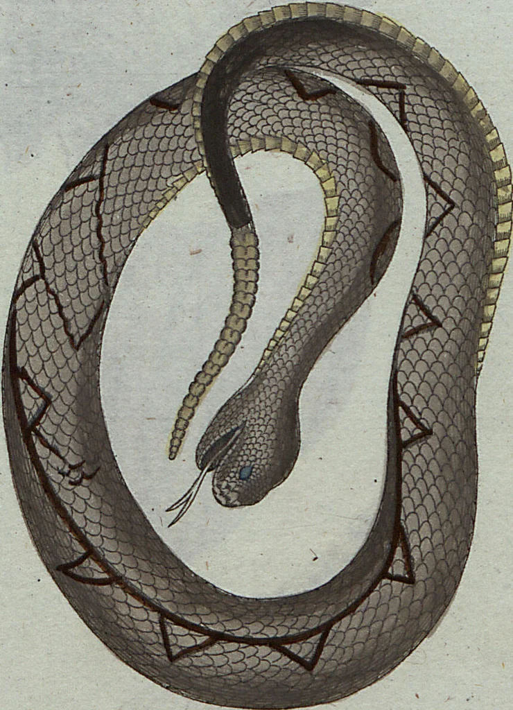 An illustration from (Band 7): Siebentes Hundert, 1807, leaf 163