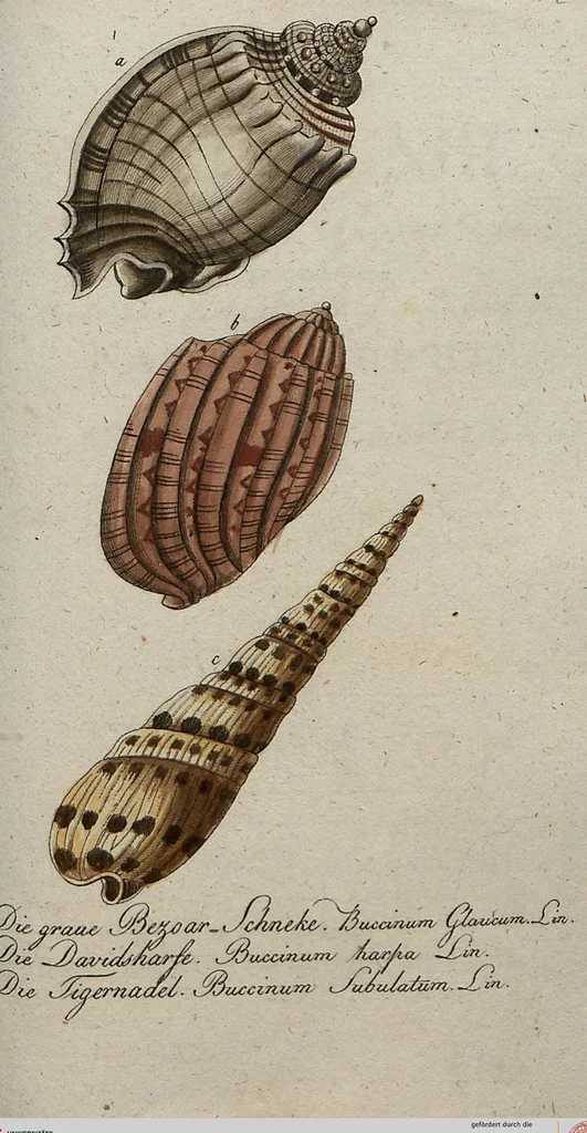 An illustration from (Band 7): Siebentes Hundert, 1807, leaf 164