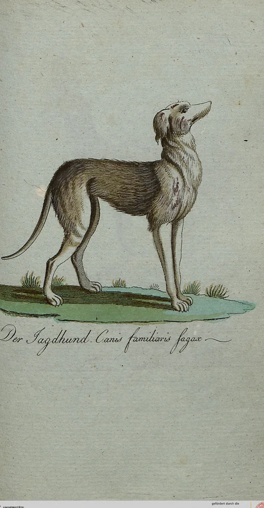An illustration from (Band 7): Siebentes Hundert, 1807, leaf 166