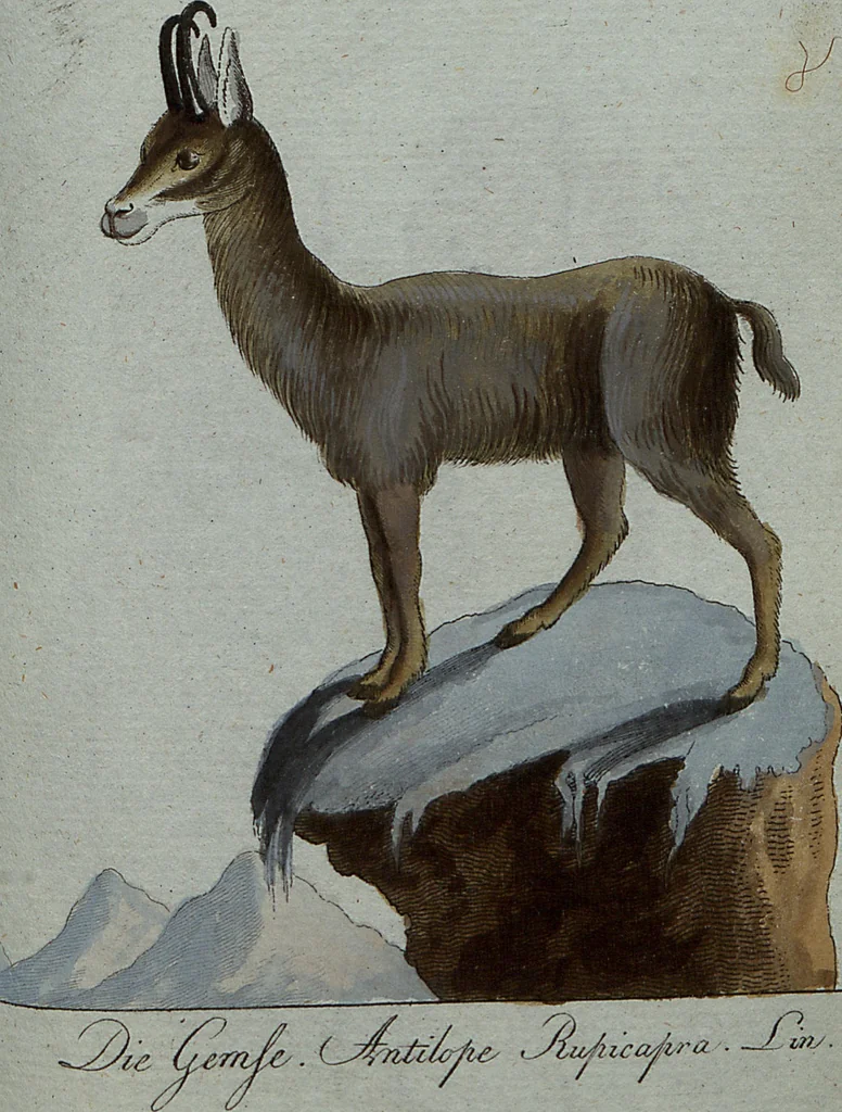 An illustration from (Band 7): Siebentes Hundert, 1807, leaf 167