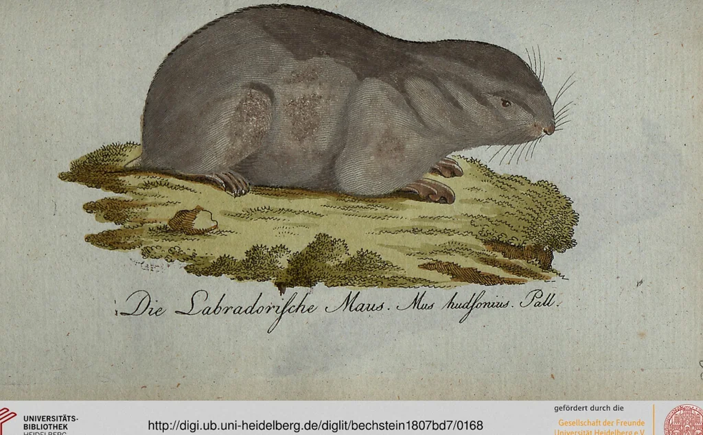 An illustration from (Band 7): Siebentes Hundert, 1807, leaf 168