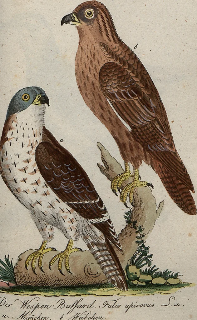 An illustration from (Band 7): Siebentes Hundert, 1807, leaf 169