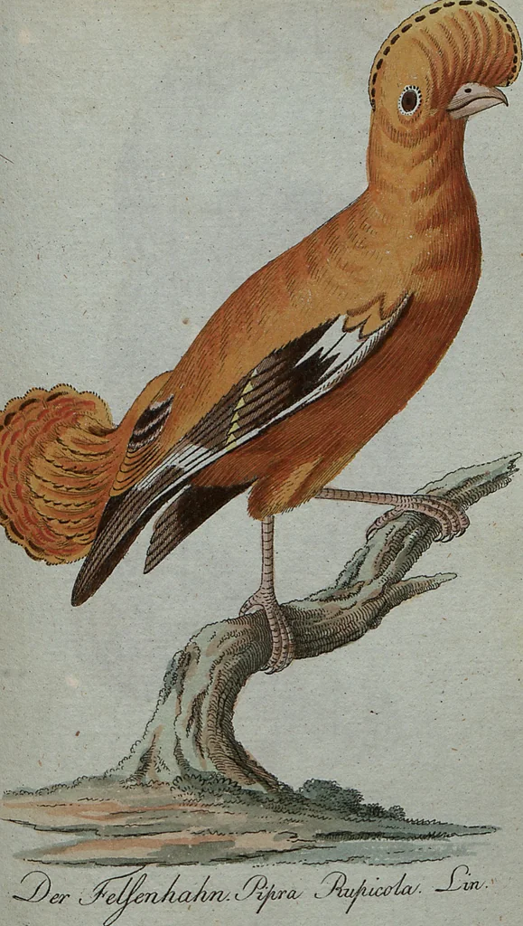 An illustration from (Band 7): Siebentes Hundert, 1807, leaf 171