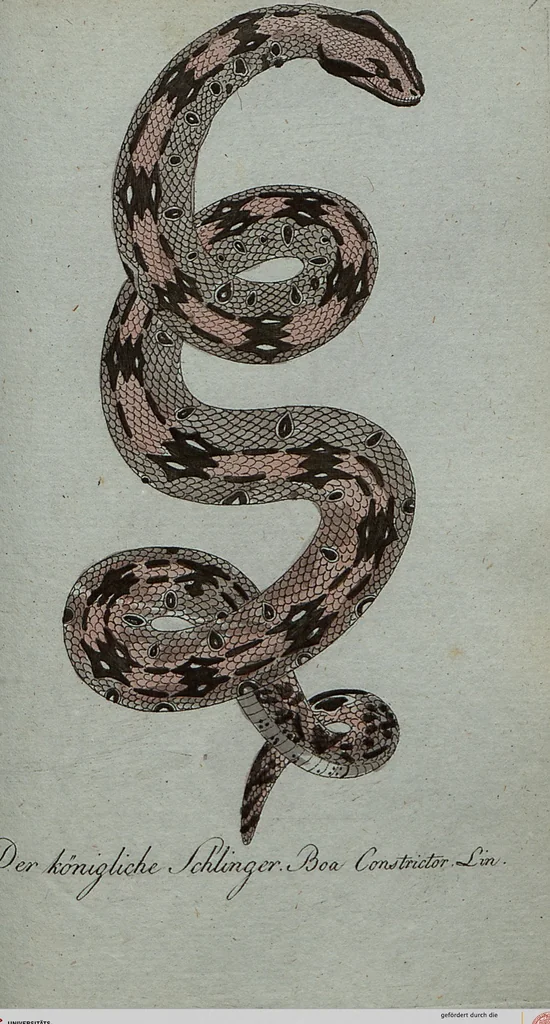 An illustration from (Band 7): Siebentes Hundert, 1807, leaf 172