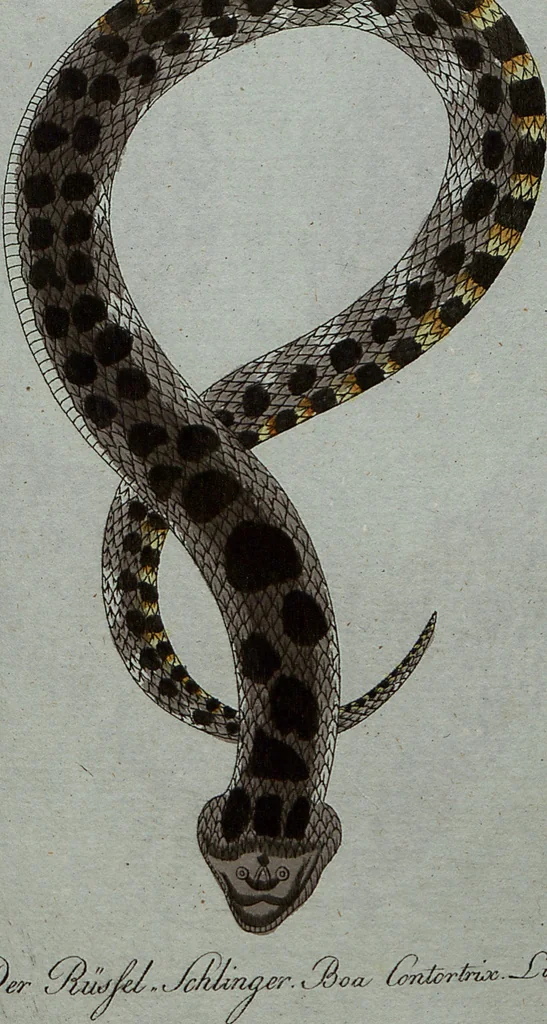An illustration from (Band 7): Siebentes Hundert, 1807, leaf 173
