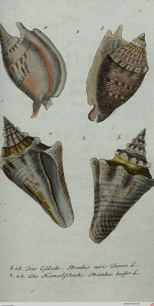An illustration from (Band 7): Siebentes Hundert, 1807, leaf 174