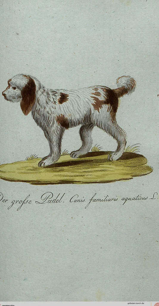 An illustration from (Band 7): Siebentes Hundert, 1807, leaf 177