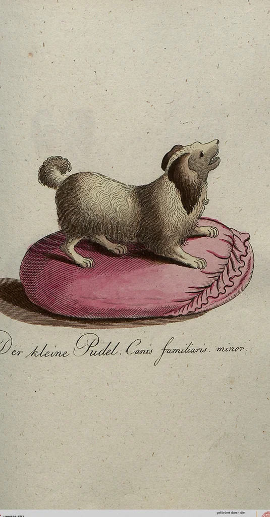An illustration from (Band 7): Siebentes Hundert, 1807, leaf 178