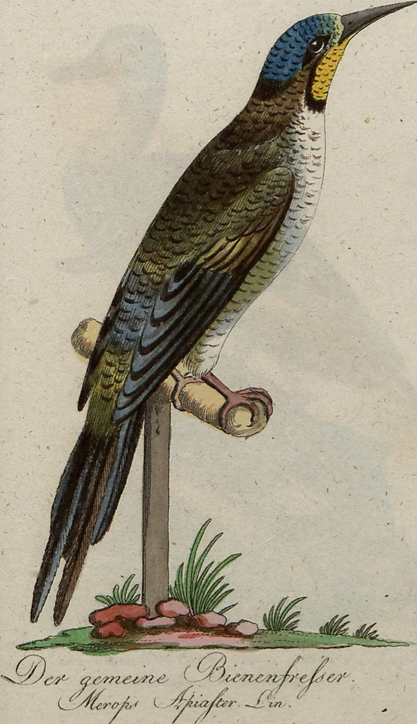 An illustration from (Band 7): Siebentes Hundert, 1807, leaf 181