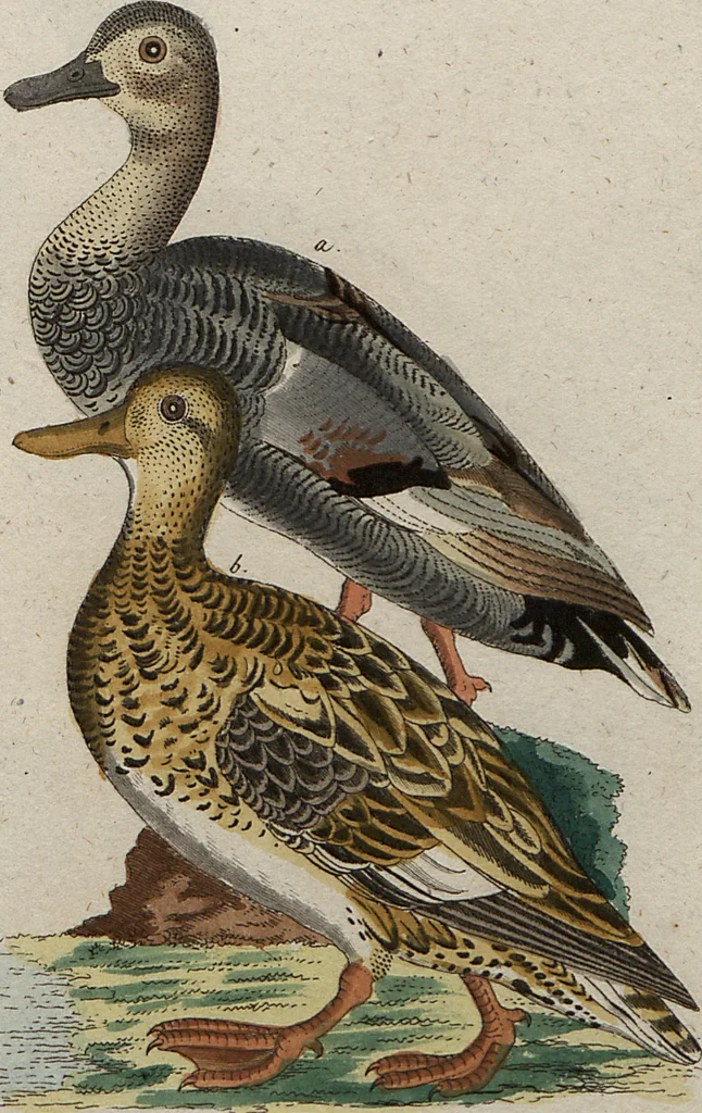 An illustration from (Band 7): Siebentes Hundert, 1807, leaf 182
