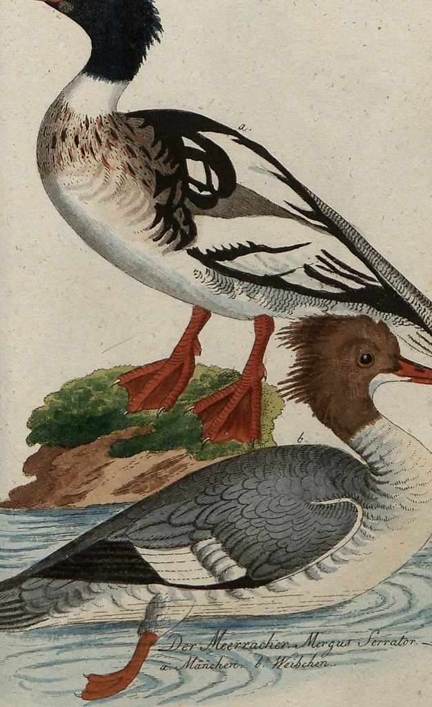 An illustration from (Band 7): Siebentes Hundert, 1807, leaf 183