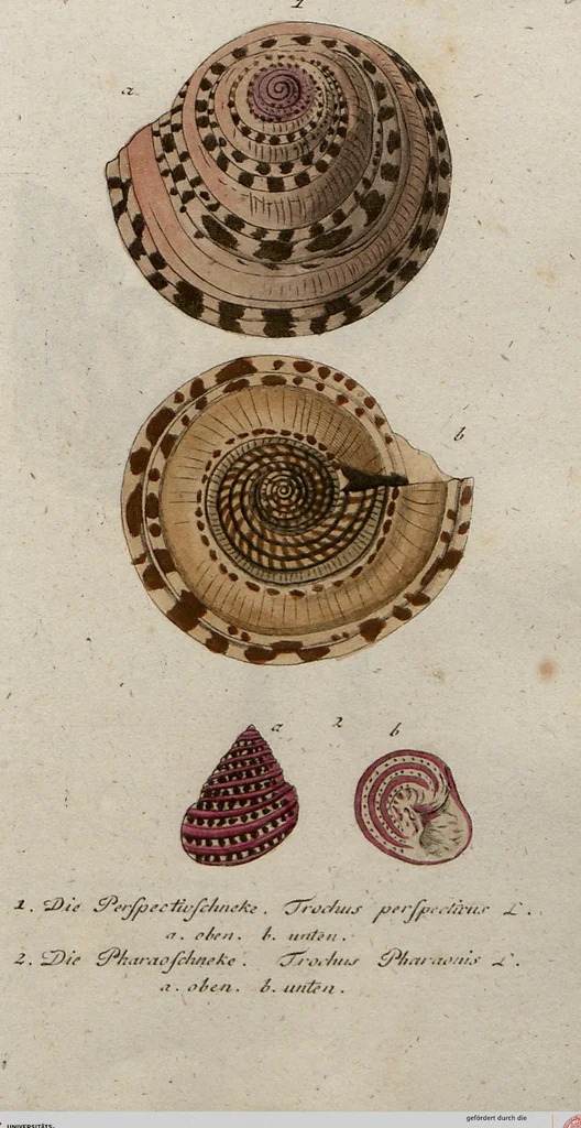 An illustration from (Band 7): Siebentes Hundert, 1807, leaf 185