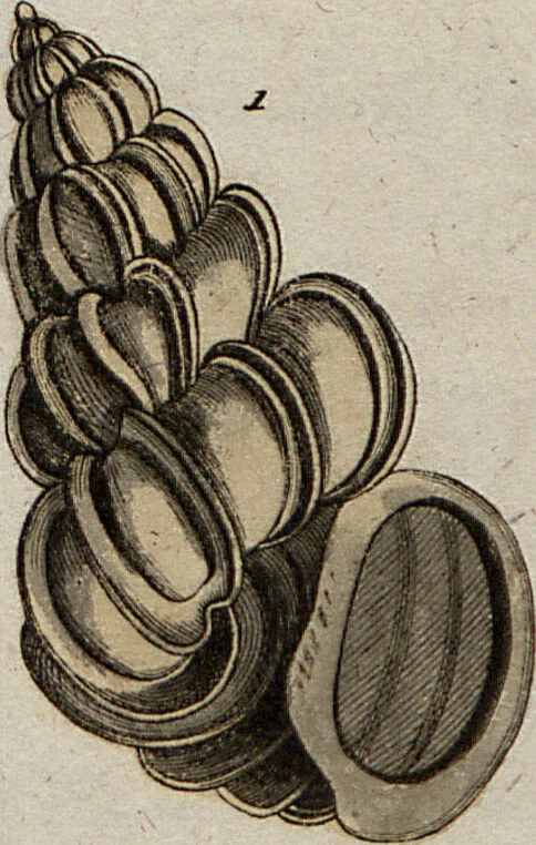 An illustration from (Band 7): Siebentes Hundert, 1807, leaf 186