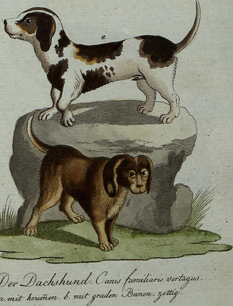 An illustration from (Band 7): Siebentes Hundert, 1807, leaf 188
